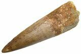 Fossil Spinosaurus Tooth - Beautiful Enamel and Tip #225501-1
